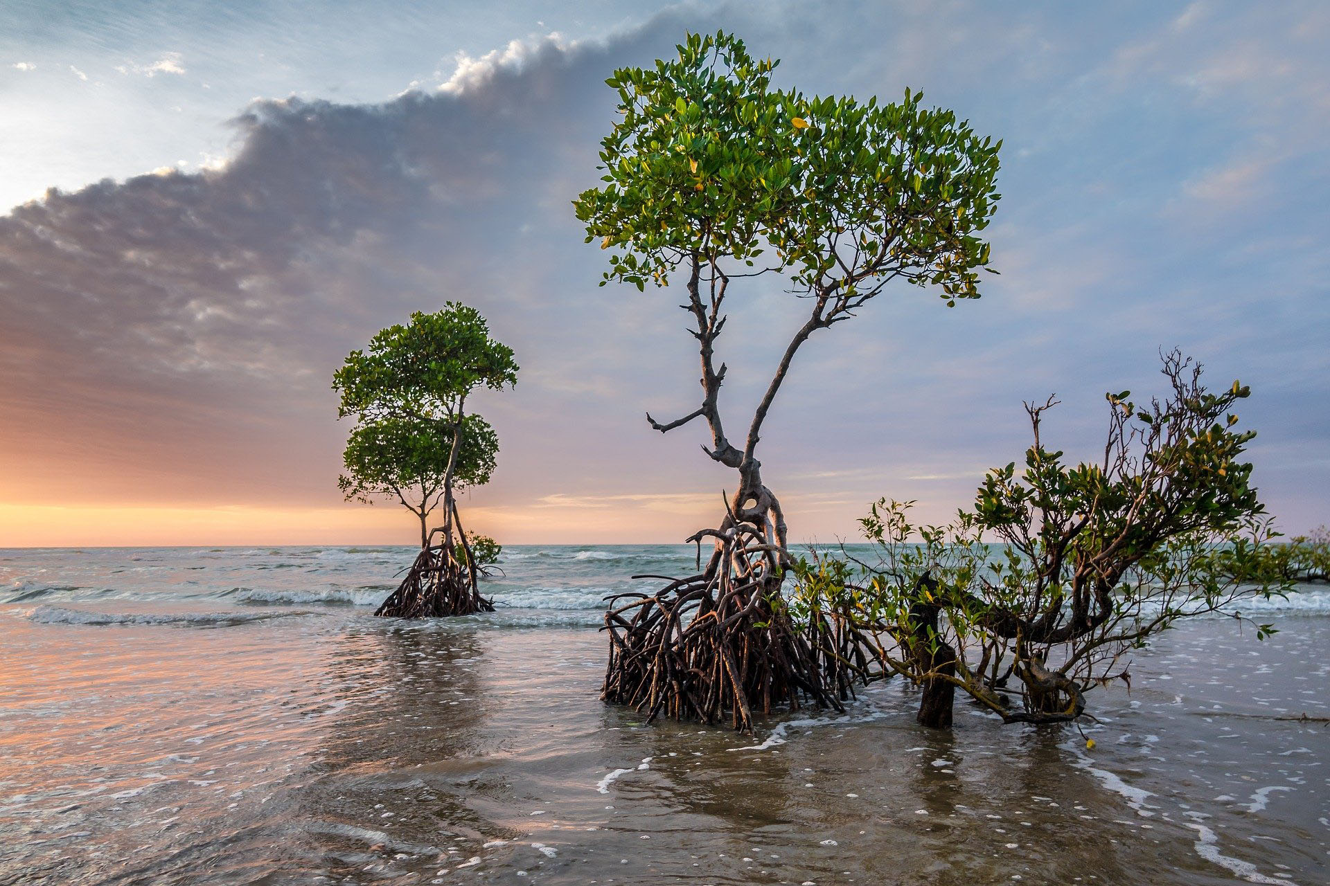 La mangrove, c’est ce paysage étonnant s’il en est où l’on voit des arbres littéralement sortir de l’eau avec leurs racines, ici, mises à jour par la marée, montrant une rage de vivre qui fait chaud au cœur.Ce biome des régions tropicales est fait de marais maritimes. Il est l’un des écosystèmes les plus productifs en biomasse de notre planète. Et il procure de nombreuses ressources aux populations locales. Mais, un peu partout dans le monde, la mangrove connait aujourd’hui une dégradation rapide. Elle aurait déjà perdu 25 % de son étendue naturelle. © Patjosse, Pixabay, DP
